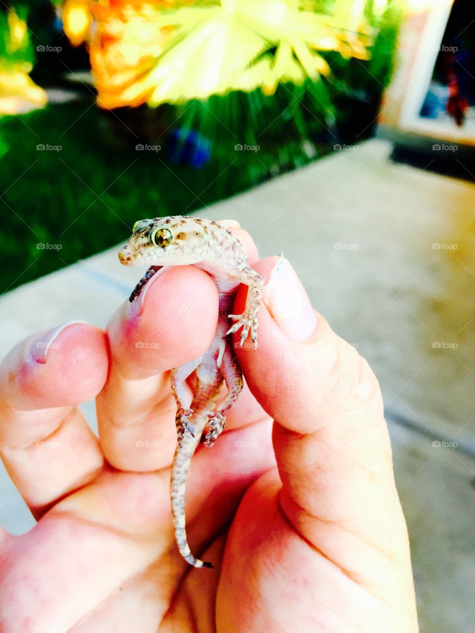 Man holding small lizard in hand