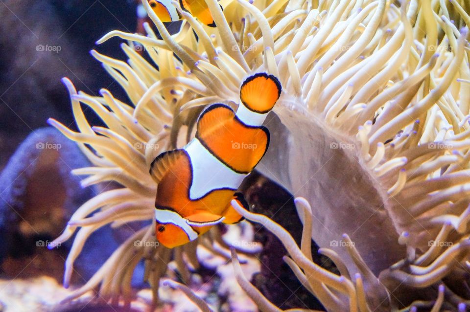 Clown fish in aquarium 