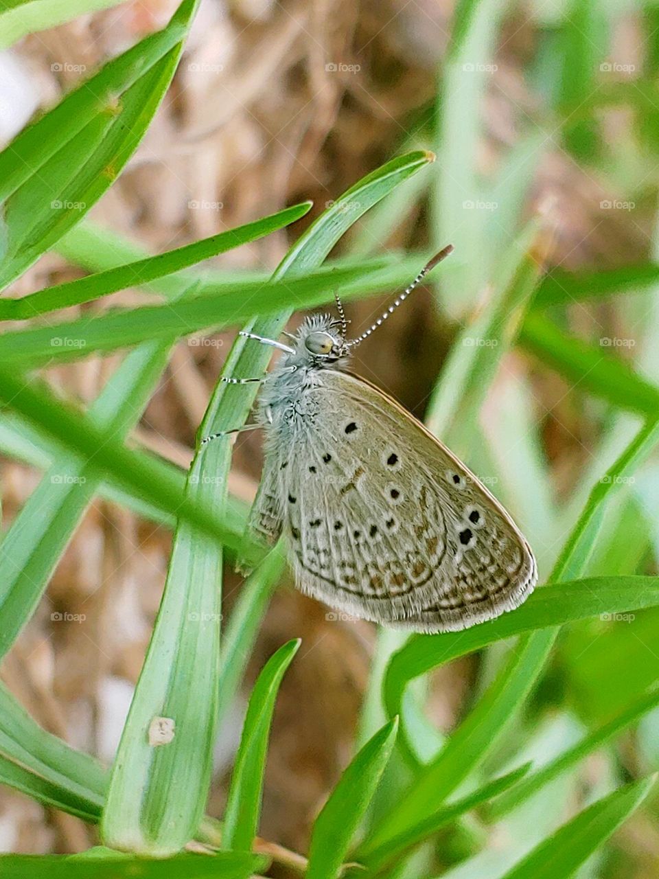 butterfly captured