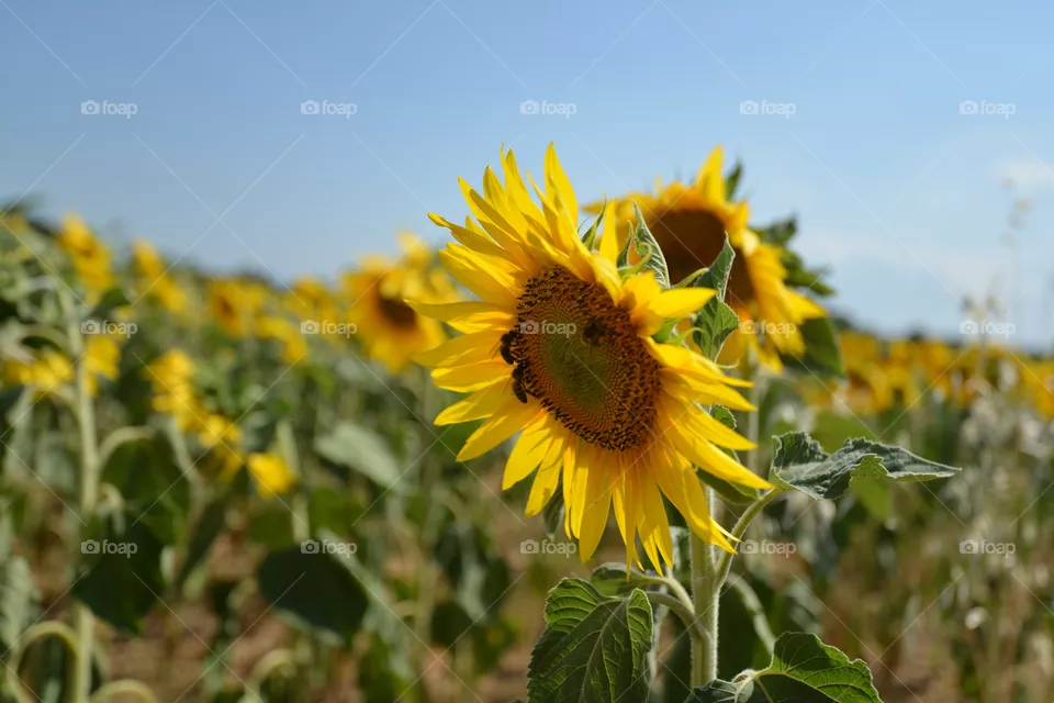 sunflower