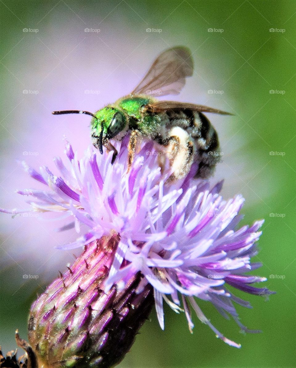 Green Orchard Bee on a Thistle Flower