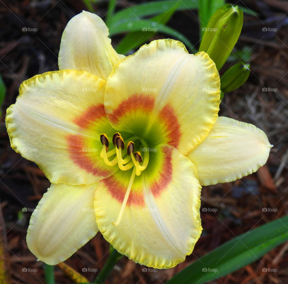Daylily