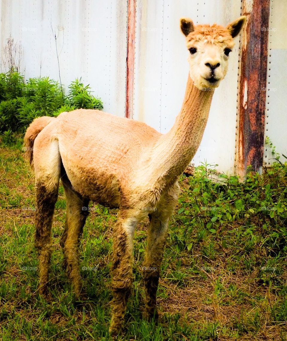 Alpaca 