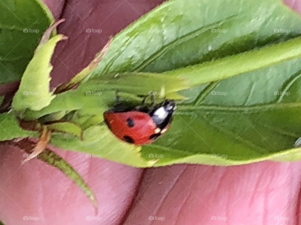 Beautiful ladybug on a green leaf in spring 