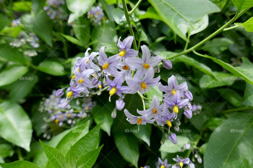 Solanum flowering in bloom