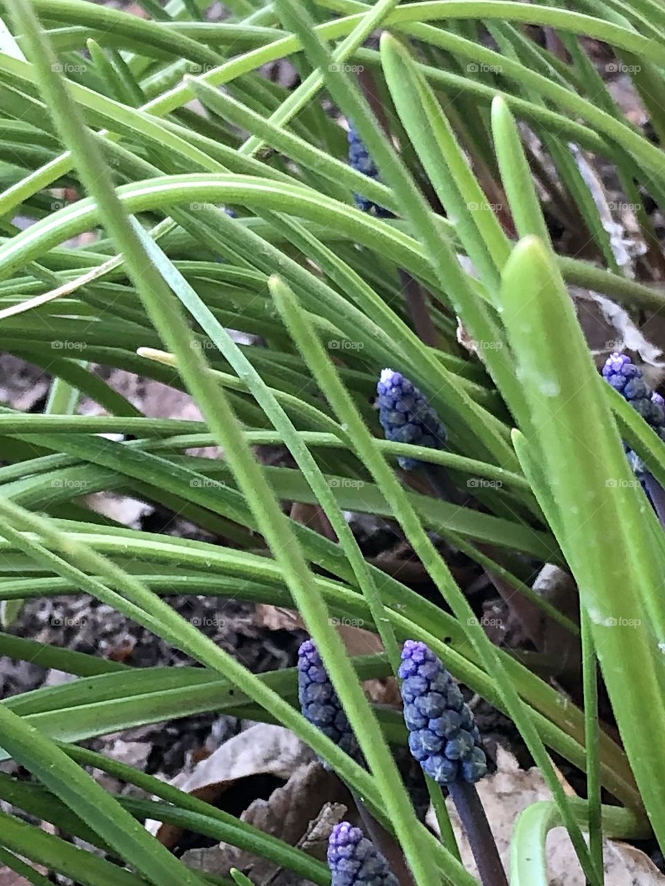 Grape hyacinth 