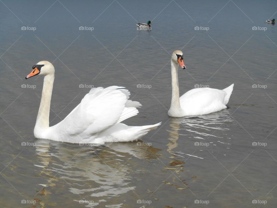 urban birds swans on a city lake