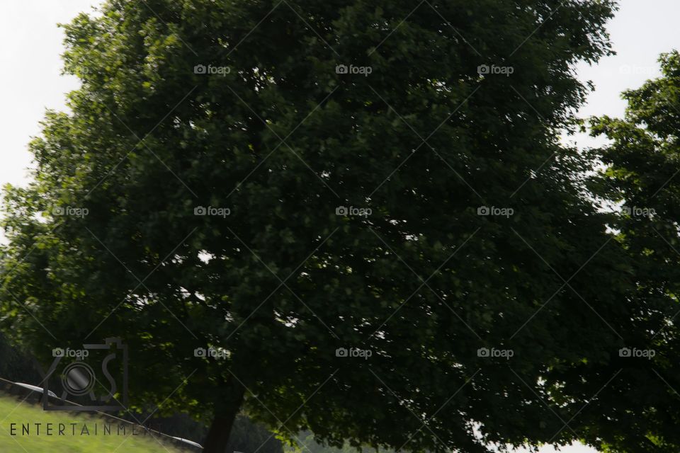 No Person, Nature, Tree, Outdoors, Leaf