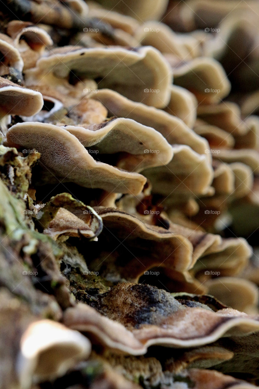 The frill of fungi