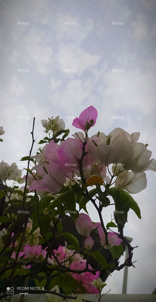 I love how white brings out the best in other colours. It acts itself as a canvas for the mixing of various shades and emit their unique charms even more strikingly! 🤍