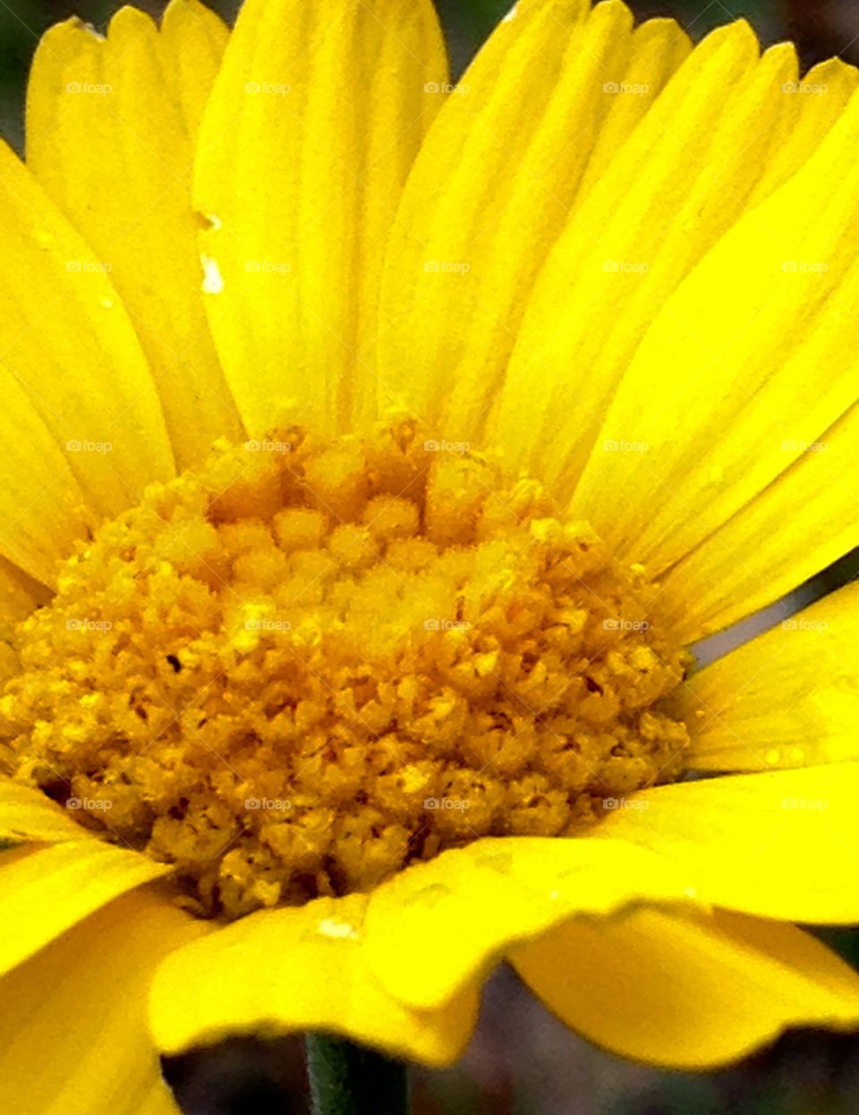 Yellow Texas wildflower- closeup. 