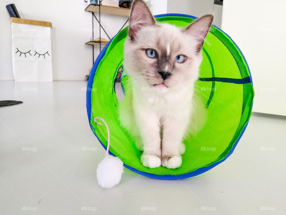 White cat and his toy judging you