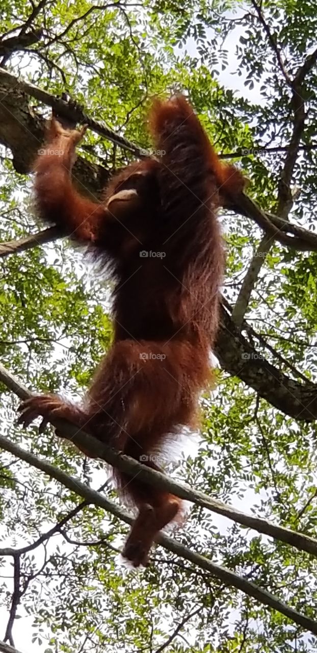 An orangutan energetically flings its arms to another tree branch. So funny to see it hanging up there.
