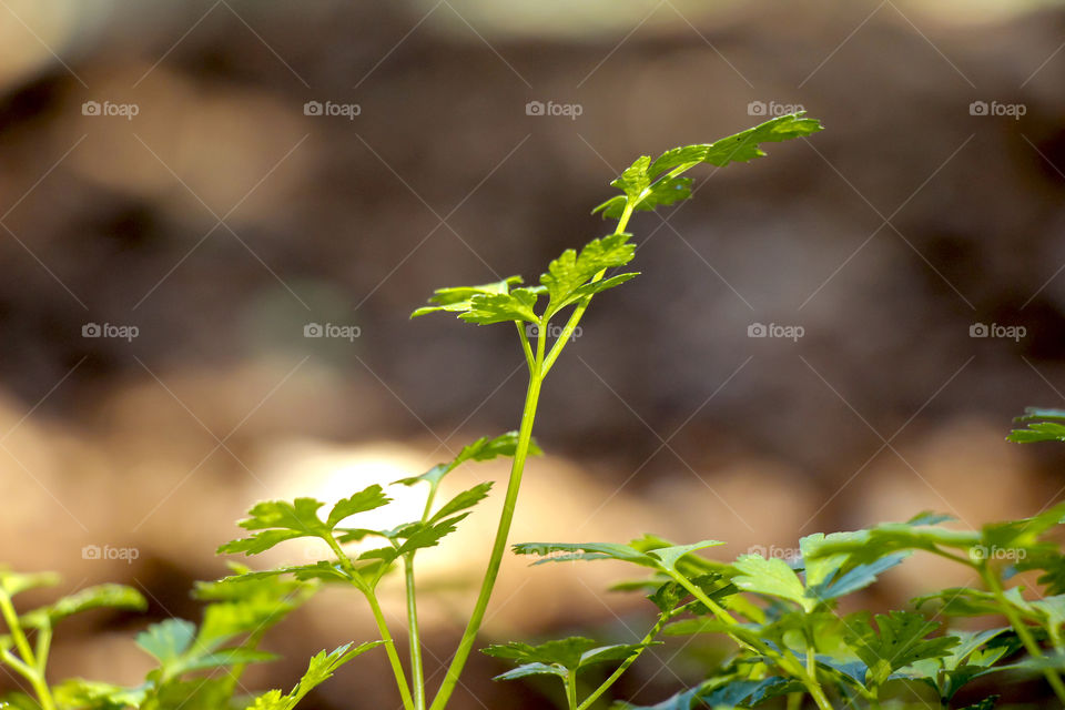 Parsley in the garden