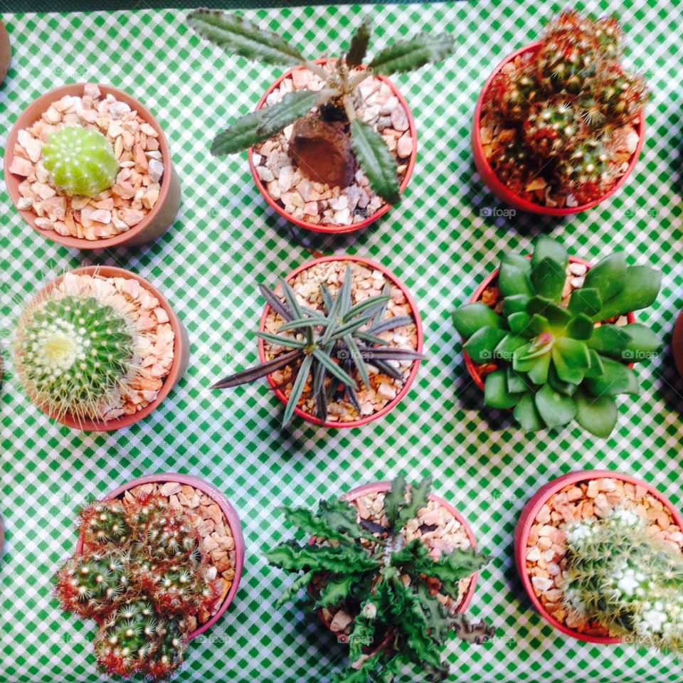 Cactus varieties. Slow life with cactus in small pots