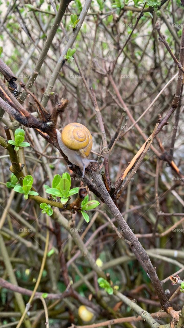 Snail🌳