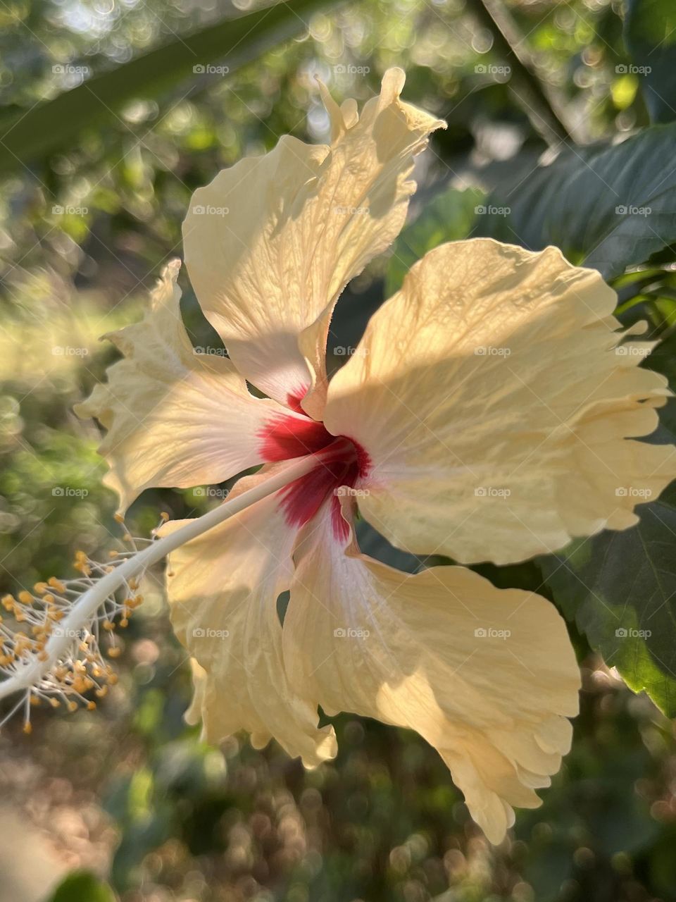 Flowers around us @ upcountry ( Thailand)