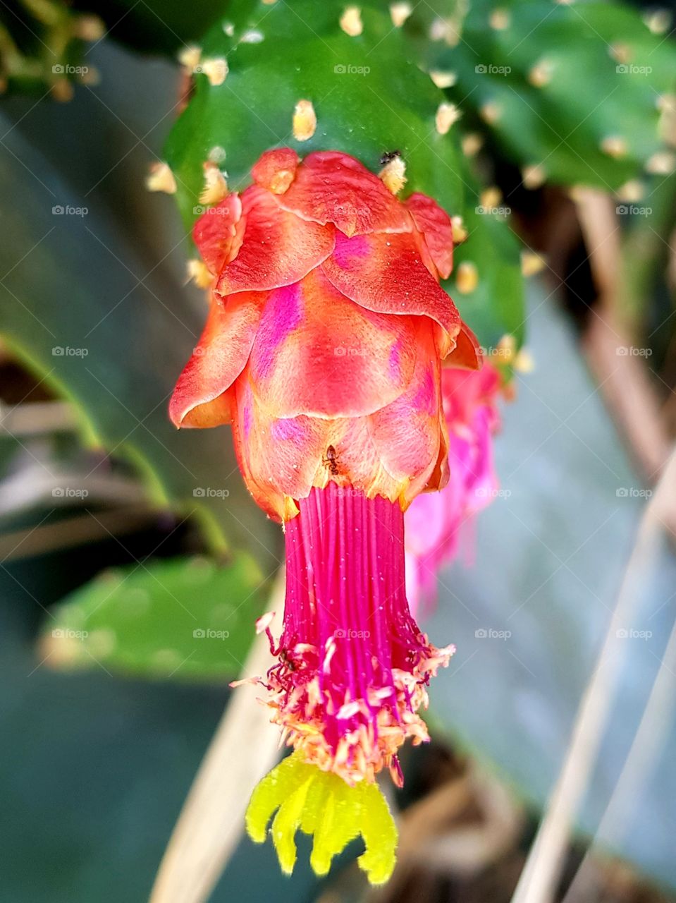 cactus flower