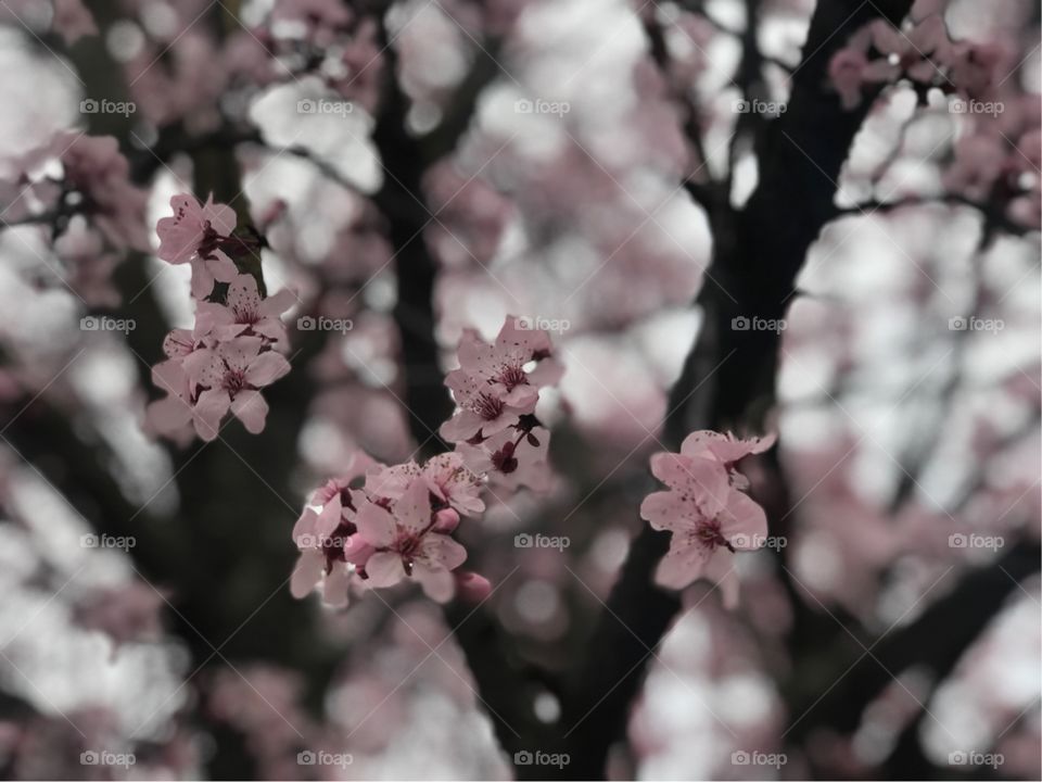Pink beautiful Flowers in bloom on the trees 
