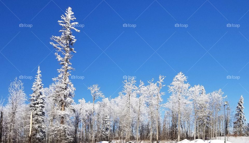 frost covered trees with s blue sky