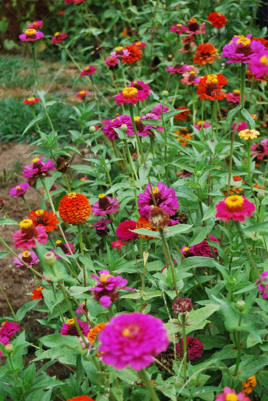 Zinnia flowers field