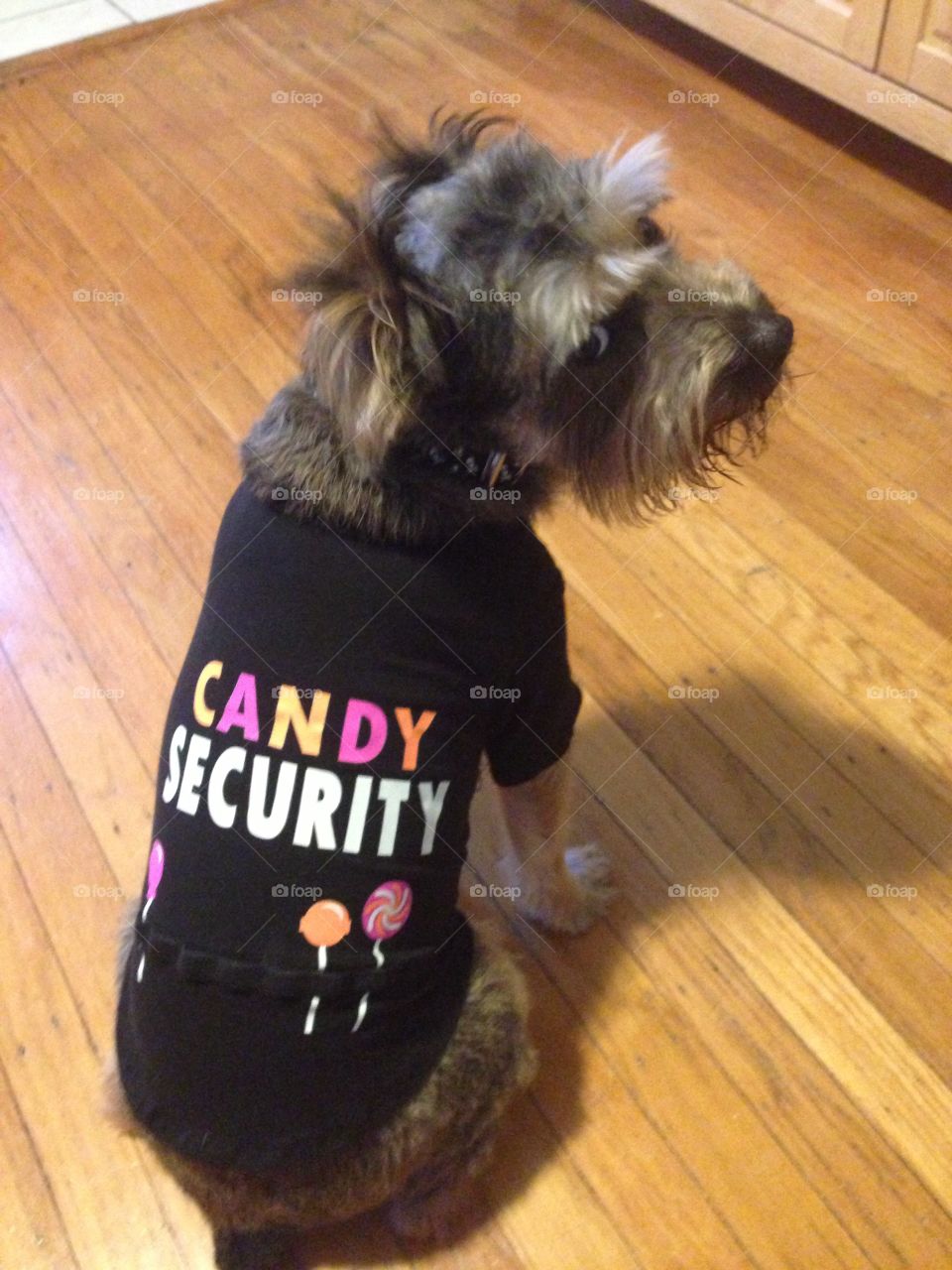 The fun police: Candy security pup