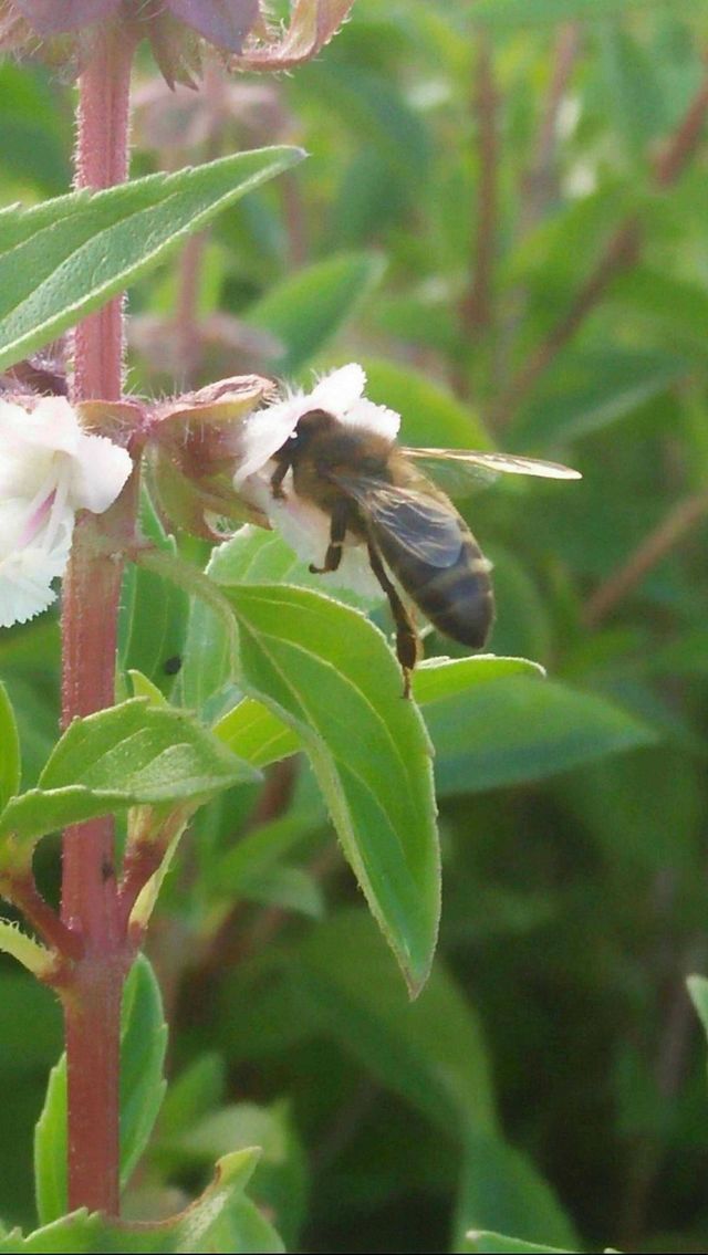 Beautiful bee on flowers in the garden