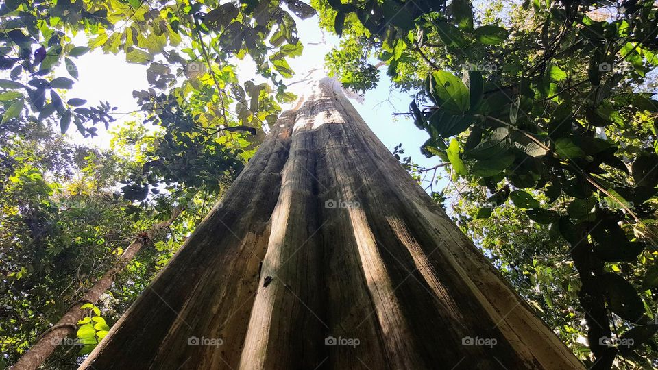 Vietnam forest