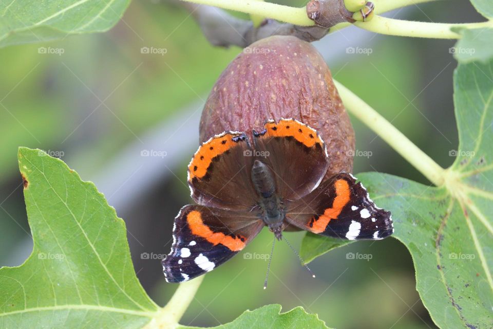 Butterfly on fig fruit