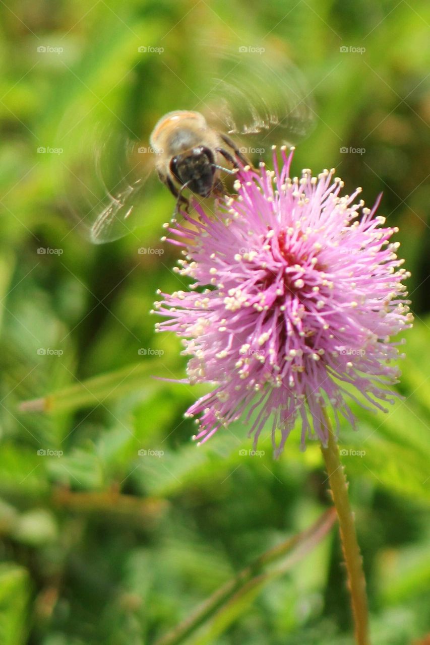 Bee and Flower