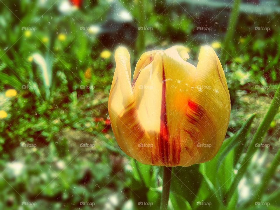 yellow tulip in the spring garden