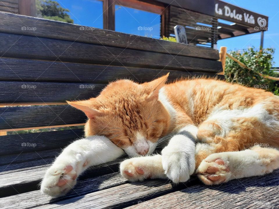 Stray cat enjoying a nap