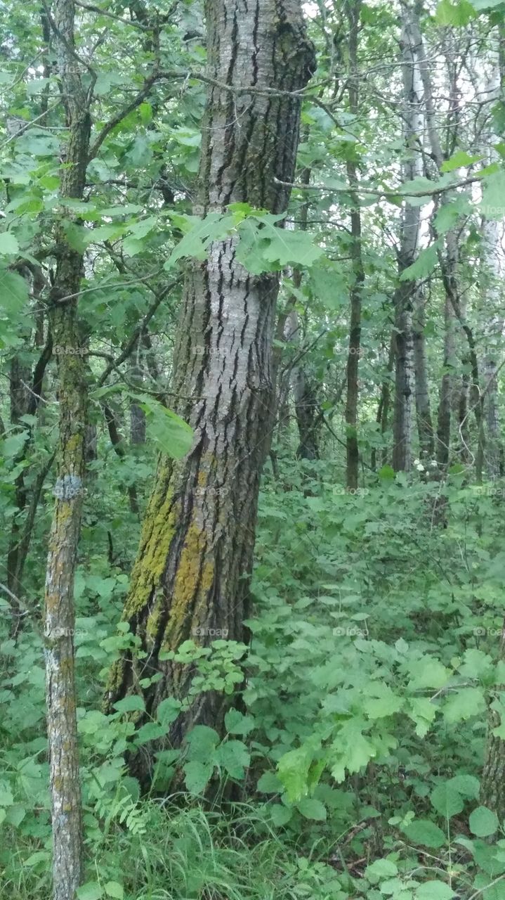 mossy oak tree