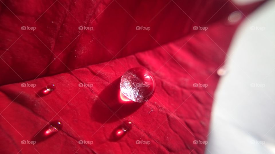 Shiny water drop on red leaf