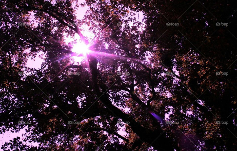 Majestic tree tops from below