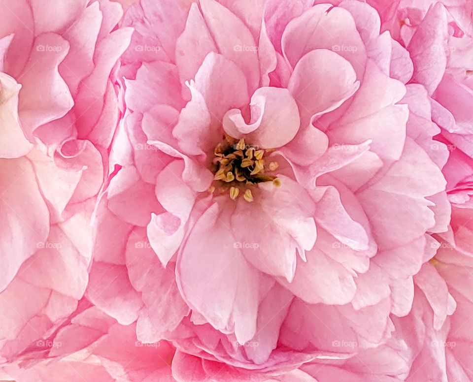 Beautiful and pink petals cherry blossoms blooming during springtime.