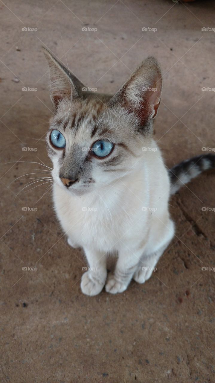 Gato com olhar de piedade.