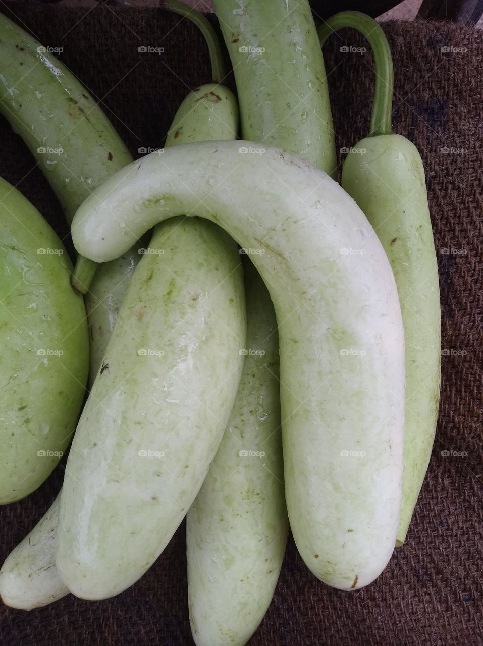 ghiya,long,fatty, round shape vegitable mostly use with other vegitable very nutritious