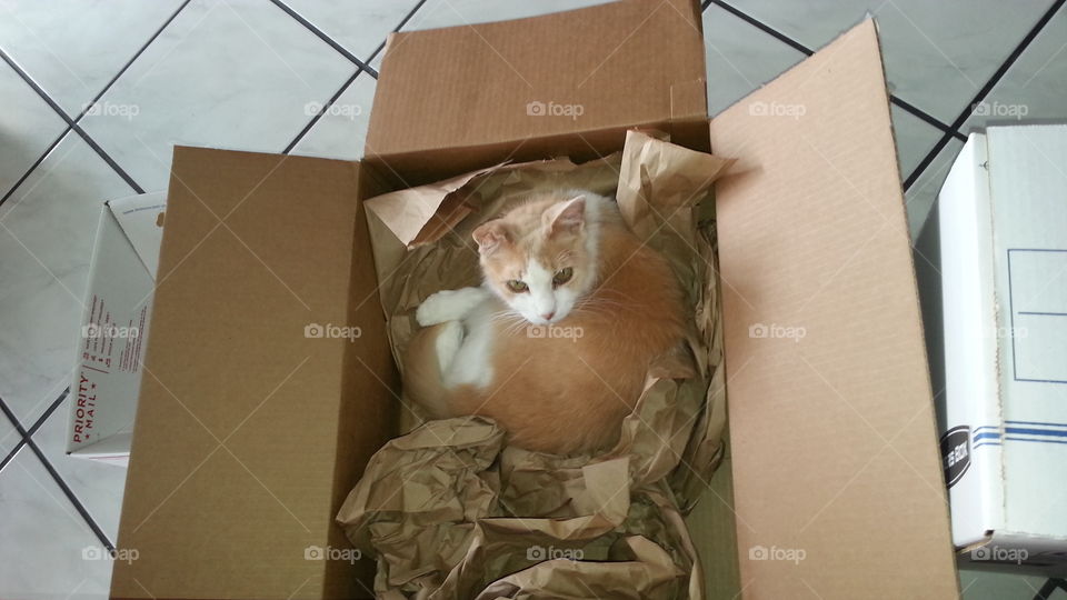 cat loves cardboard boxes