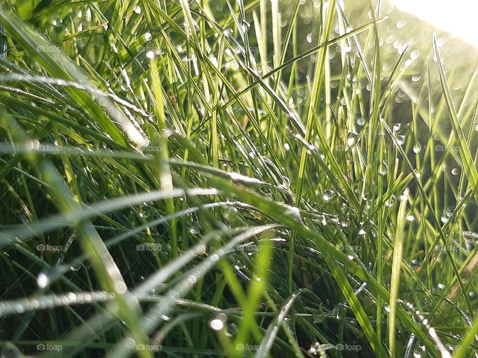 drops of crystal water on fresh green grass, very natural, sun, after the rain