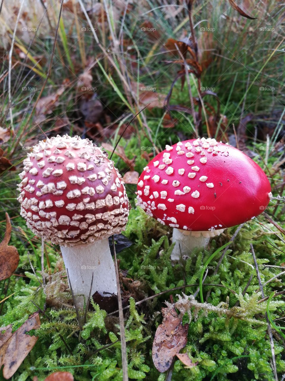 Muscaria mushroom