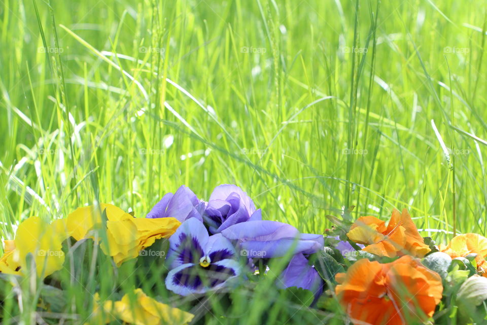 colourful pansies in the green grass.