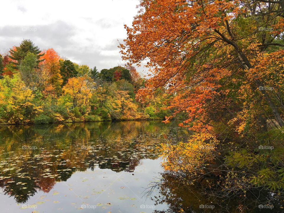 Autumn in the forest