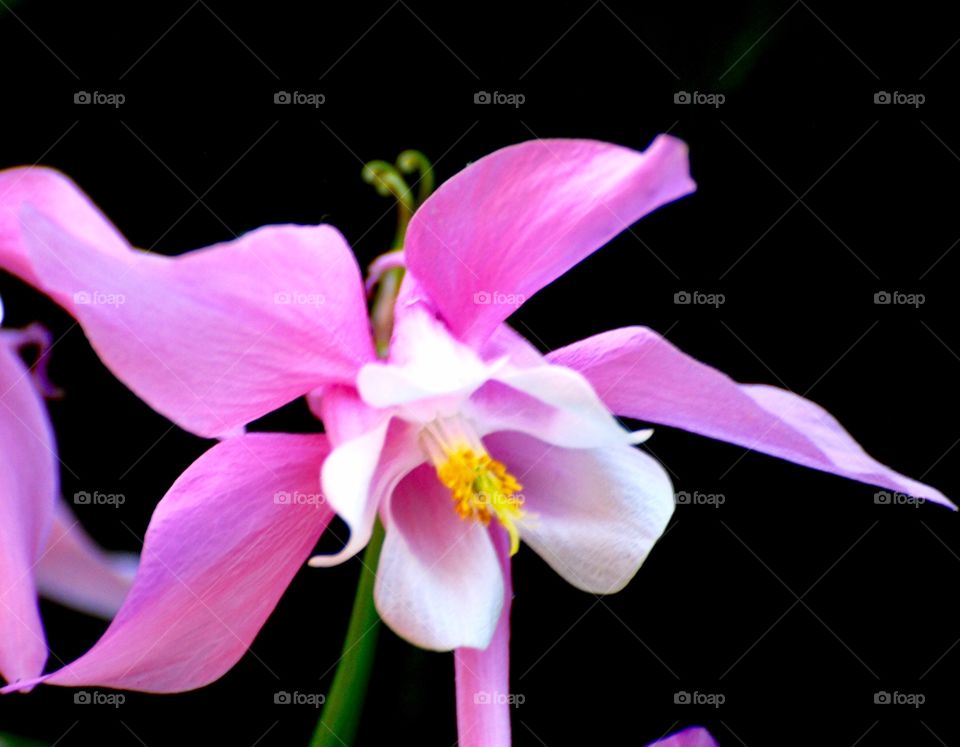 columbine closeup