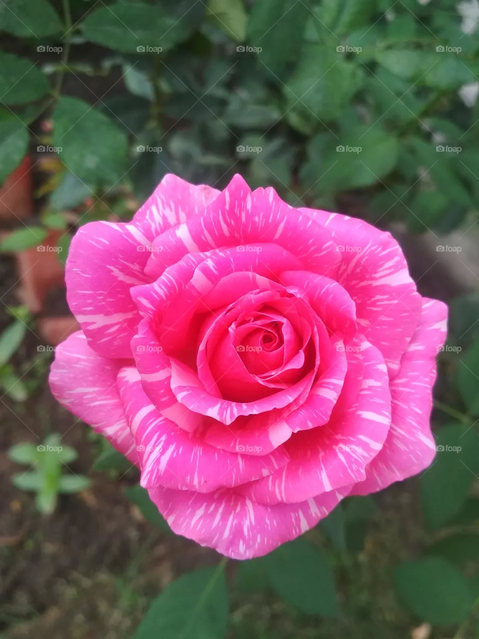 Blooming