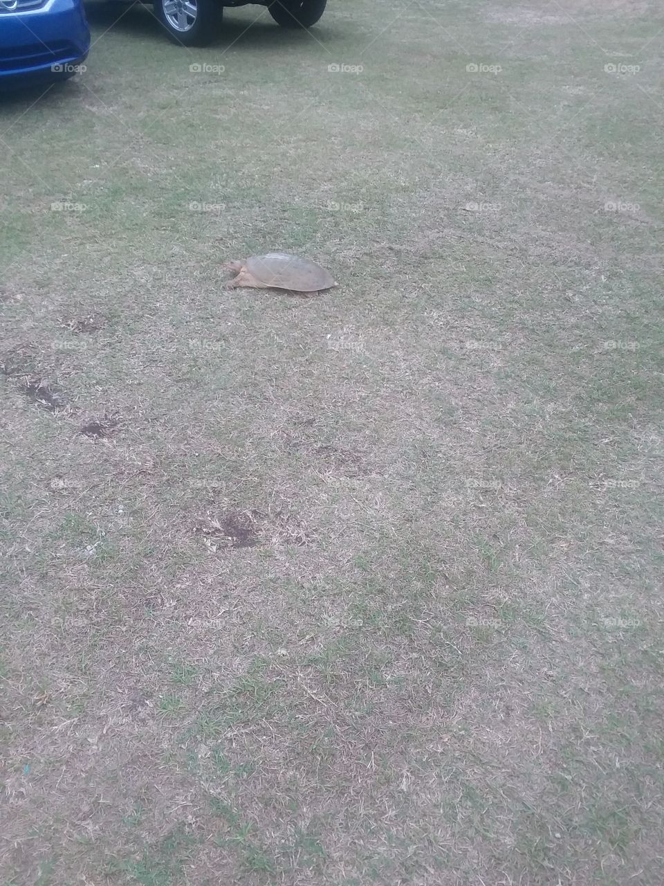 Snap Turtle