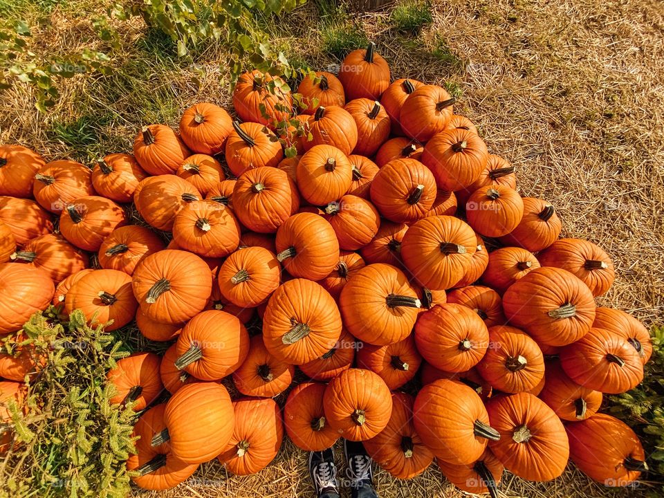 Pumpkins