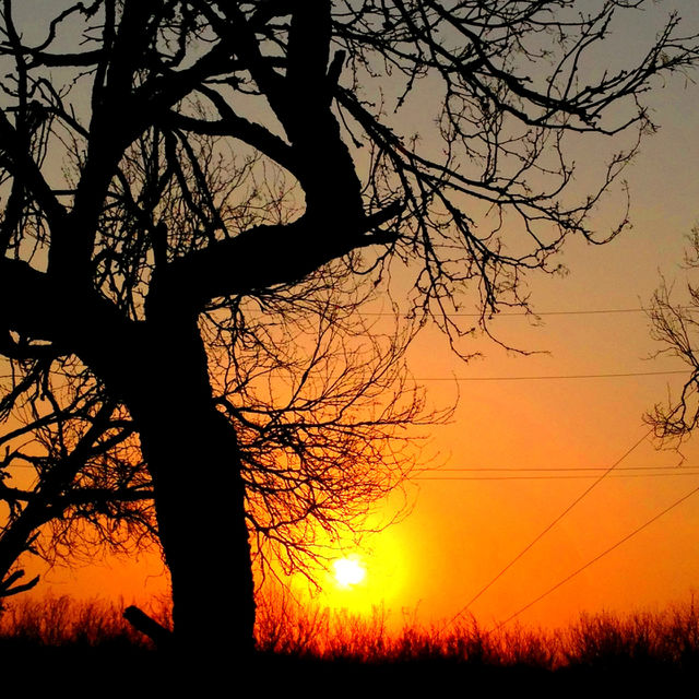 tree