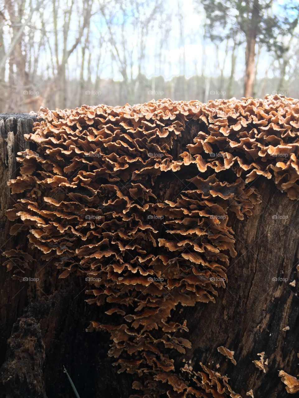 Stump with fungus