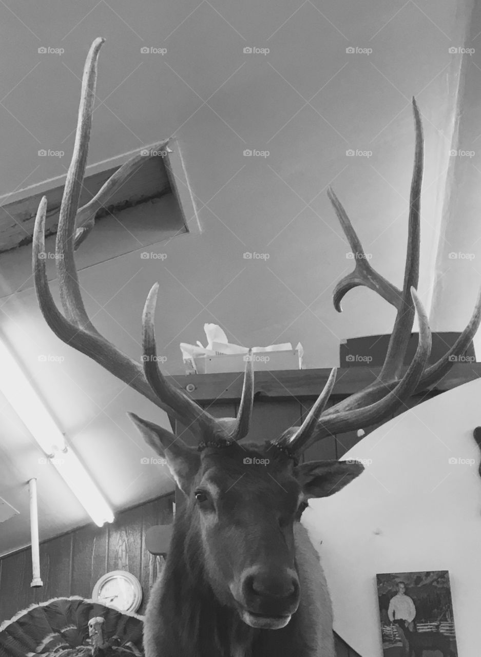 Elk mount 